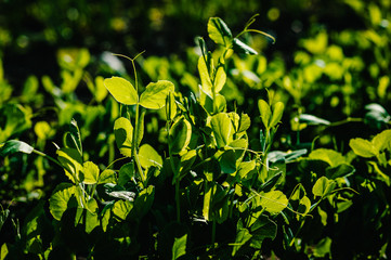 Fresh young green pea plants in the ground on the field early hour in the spring garden. The farm where they grow peas. The morning sun shines on peas without flowers.