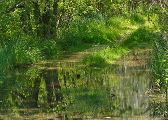 Wald Hochwasser