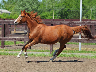 Obraz premium Rasowy koń wyścigowy biegnie na wybiegu stadniny