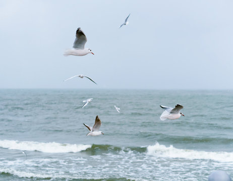 A cloudy day at sea. Seagulls fly over the water. Inclement windy weather.