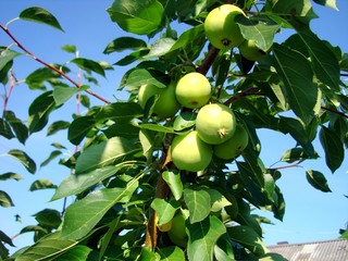 Green apples on a branch ready to be harvested, outdoors