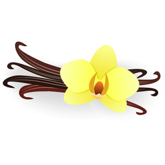 Vanilla flower and vanilla sticks isolated on a white background.