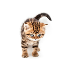 British short hair kitten.