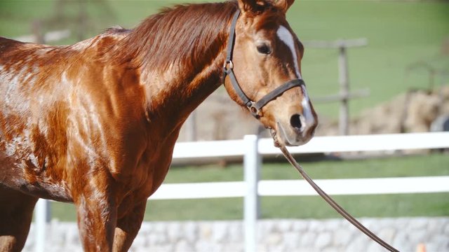 Horse running on lunge inside the riding arena in slow motion 4K. Long shot tracking brown horse galloping around a person inside the riding arena. Training on longe.