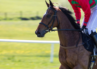 Close up on running racehorse and jockey