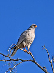 Pale chanting goshawk, Melierax canorus, sitting in a high tree,  Kalahari South Africa