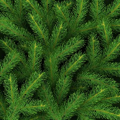 Christmas background Realistic branches of Christmas tree Vector