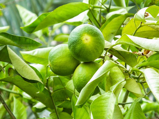 Green fruits of the orange on tree