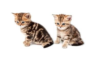 British short hair kittens.