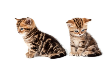 British short hair kittens.