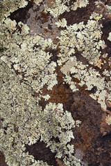 Desert rock texture
