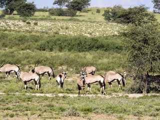 Herd of Gemsbok, Oryx gazella gazella, green Kalahari, South Africa