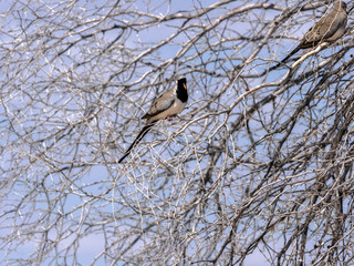 Namaqua dove, Oena capensis, in the Kalahari tree, South Africa