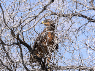 Tawny Eagle, Aquila rapax rapax, in the Kalahari tree, South Africa