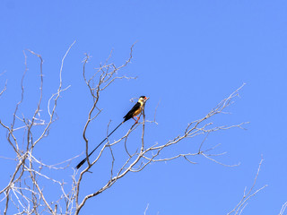 Shaft-tailed whydah, Vidua regia, in the Kalahari tree, South Africa