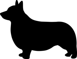 Corgi Dog