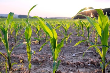 closeup of a young corn field at sunset against the sun with beams of sunlight