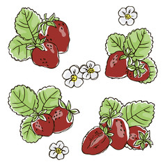 vector contour color red strawberry berry leaf flowers set on white