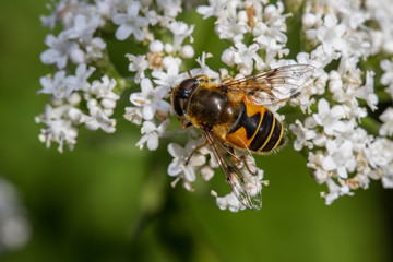 Eristalis horticola hoverfly on valerian flowers