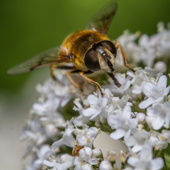 Eristalis horticola hoverfly on valerian flowers