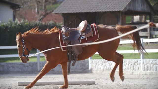 Trainer encourage horse on lunge to start jump while galloping in slow motion 4K. Long shot tracking focus from female person to a brown horse with western saddle inside the riding arena. Sunny day.
