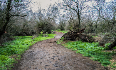 Fototapeta premium Road in a forest
