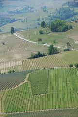 Vineyards near Barolo, Piedmont - Italy