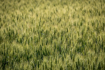 Getreideanbau im Frühjahr