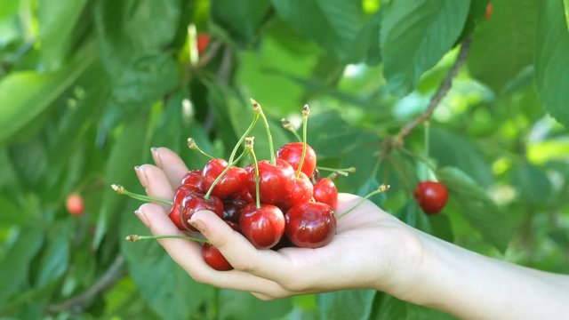 Cherries in hand girl on green background. Girl's hand picking cherry from tree.