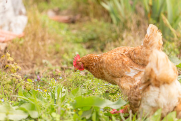 free range chicken in a meadow spring time