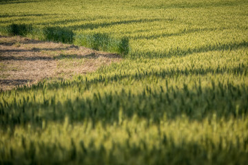 Getreideanbau im Fr&uuml;hjahr