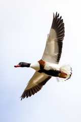 Common Shelduck (Tadorna tadorna) in flight with outstreched wings