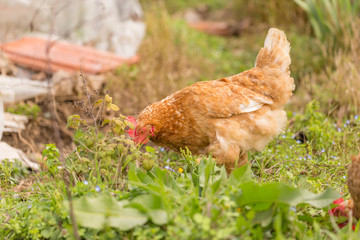 free range chicken in a meadow spring time