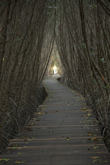 Wooden Bridge in Mangrove Forest at Laem Phak Bia