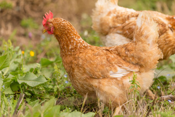 free range chicken in a meadow spring time