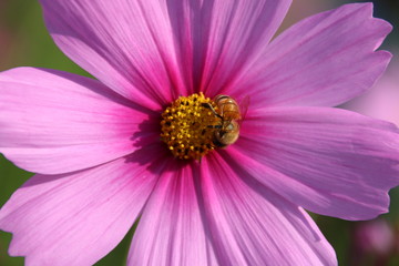 Bee Sucking Nectar From A Flower