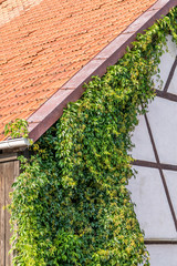 Kletterpflanzen ranken bis unters Dach