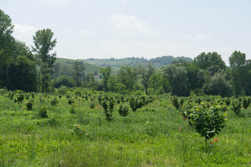 Fototapeta na wymiar Field of young hazelnuts near Alba, Piedmont - Italy