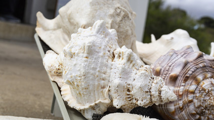 Close up of seashells with detail on shapes