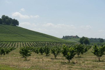 Field of young hazelnuts near Alba, Piedmont - Italy