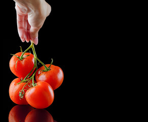 Fresh ripe tomato in female hand. Picture with space for your text.