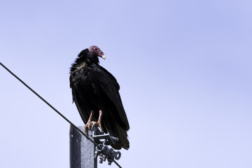 Turkey Vulture (cathartes aura), also known as the Turkey Buzzard, John Crow or Carrion Crow - Peninsula de Zapata National Park / Zapata Swamp, Cuba