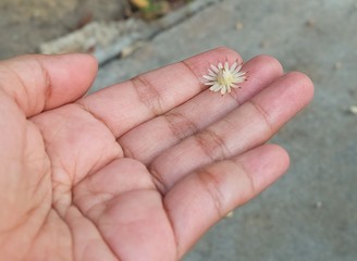 Mimusops Elengi or Bokul Flower in Woman Hand
