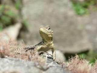 Close up of a lizard resting on a rock in the sun in Machu Picchu Peru