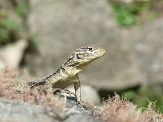 Close up of a lizard resting on a rock in the sun in Machu Picchu Peru