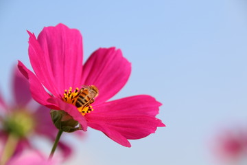 Bee Sucking Nectar From A Flower
