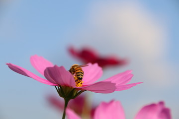 Bee Sucking Nectar From A Flower