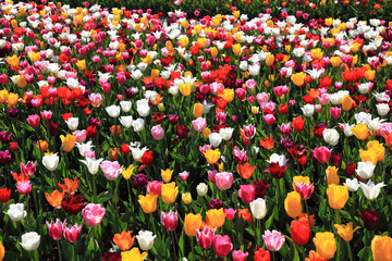 viele Tulpen