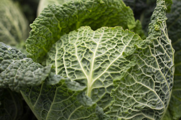 Big green savoy cabbage with first leaves detached
