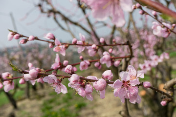Fototapeta na wymiar Peach flowers in spring